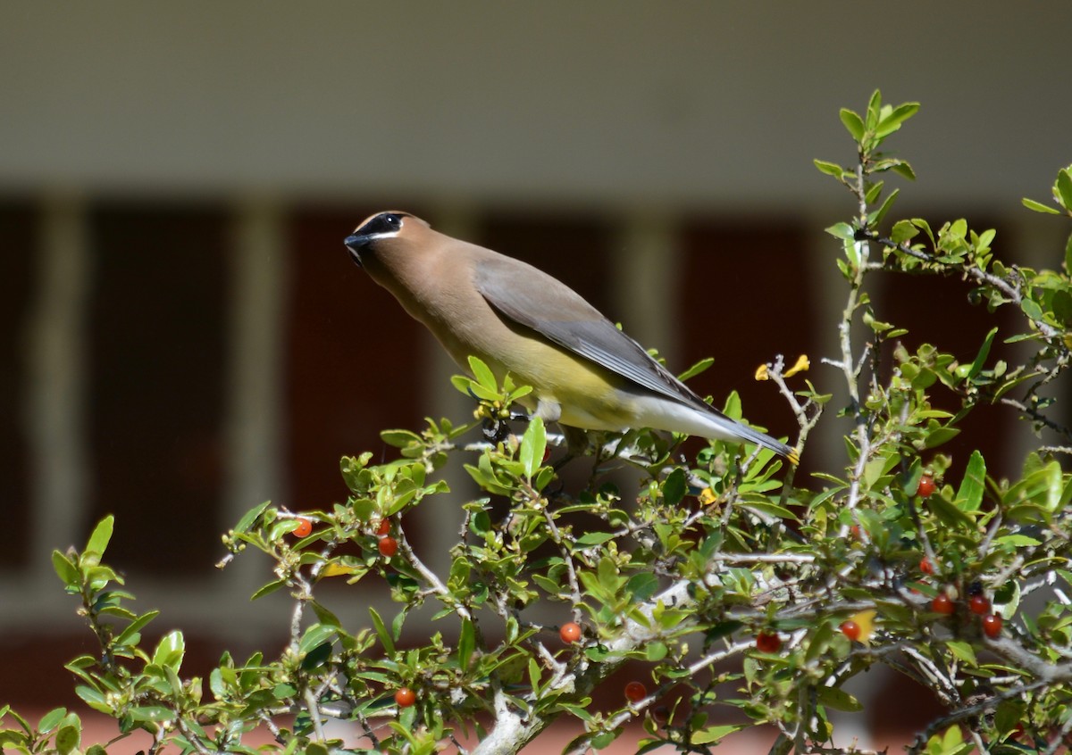 Cedar Waxwing - ML99094401