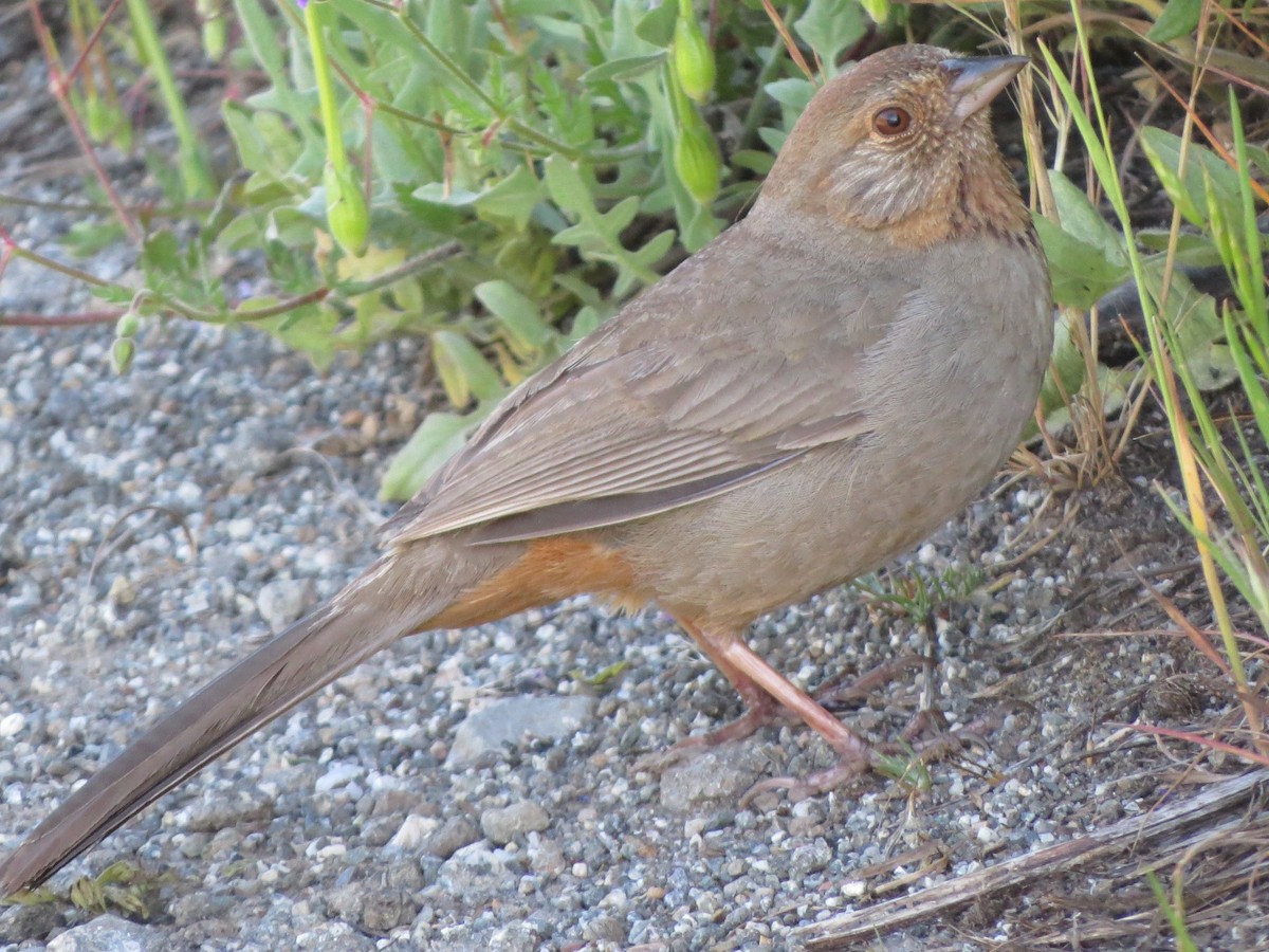 California Towhee - ML99094611