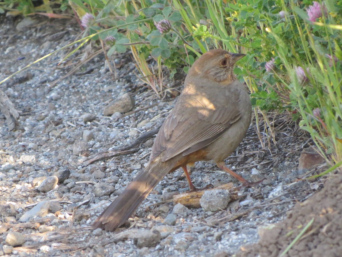 California Towhee - ML99094771