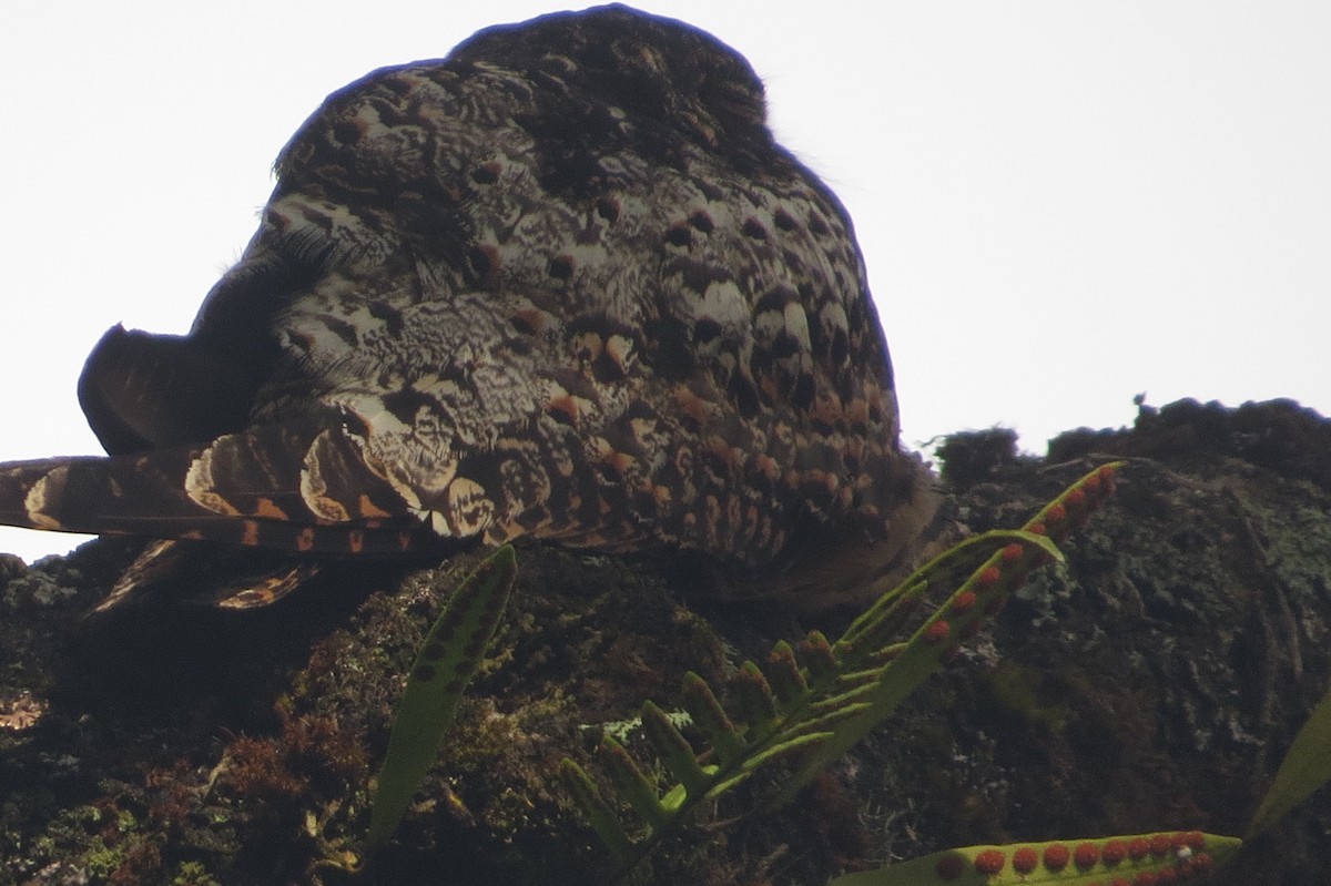 Rufous-bellied Nighthawk - ML99095181