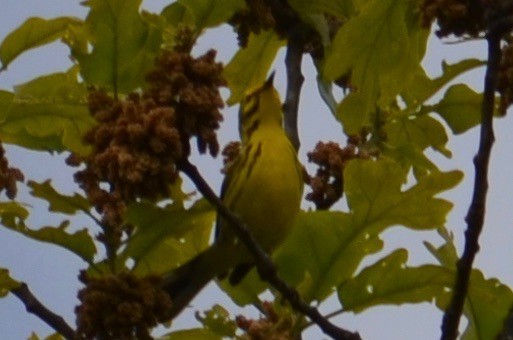 Prairie Warbler - ML99095671