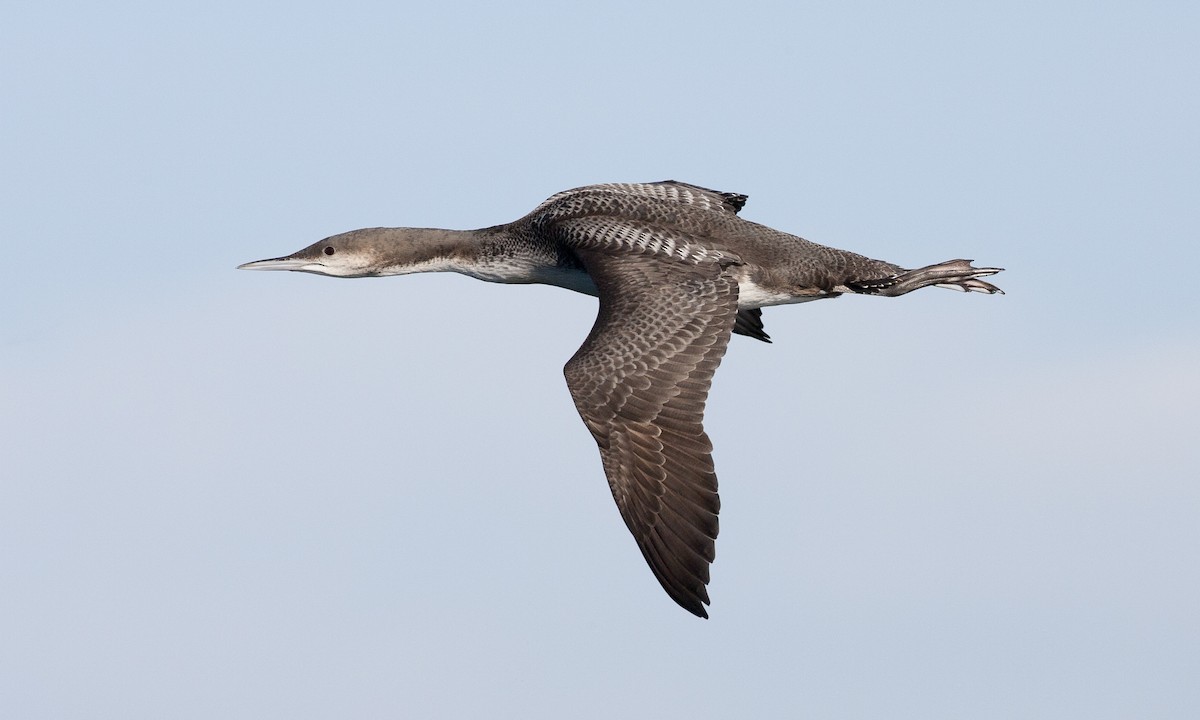 Pacific Loon - Brian Sullivan