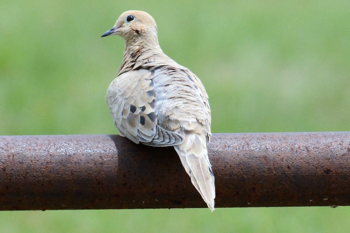 Mourning Dove - ML99097721