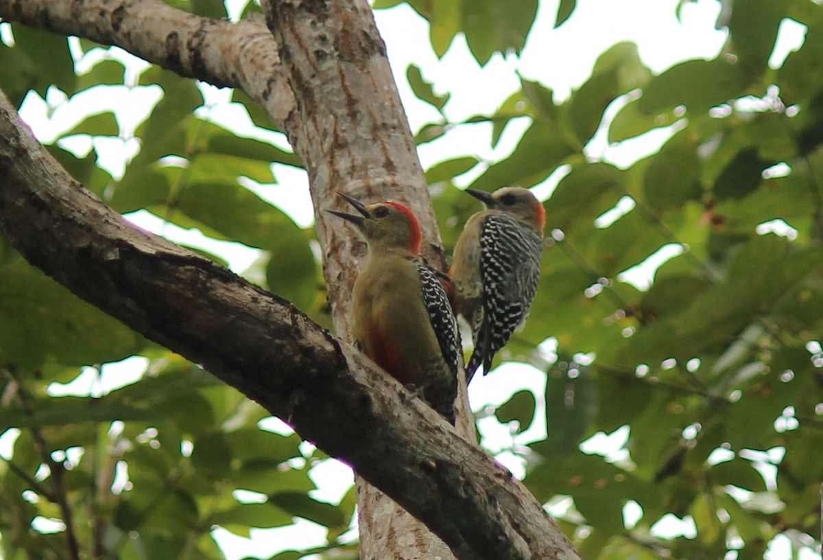Red-crowned Woodpecker - ML99098111