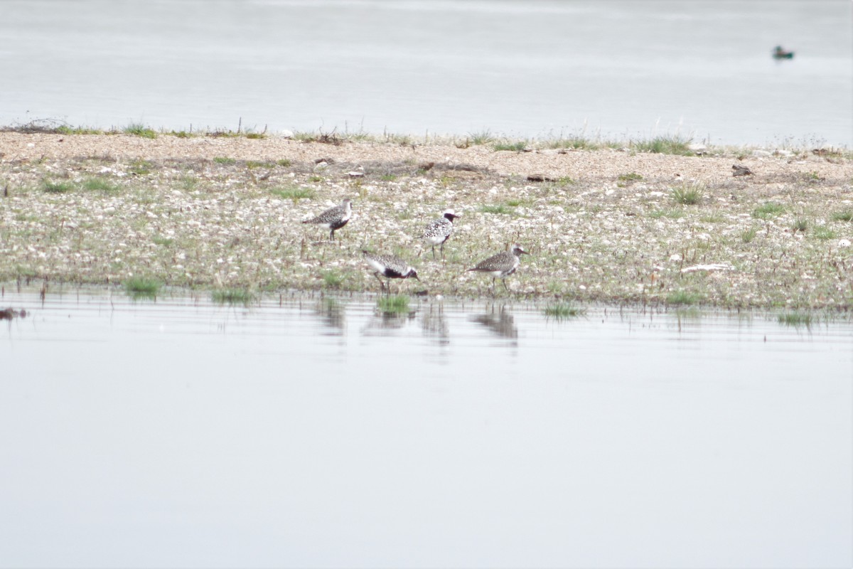 Black-bellied Plover - ML99098261