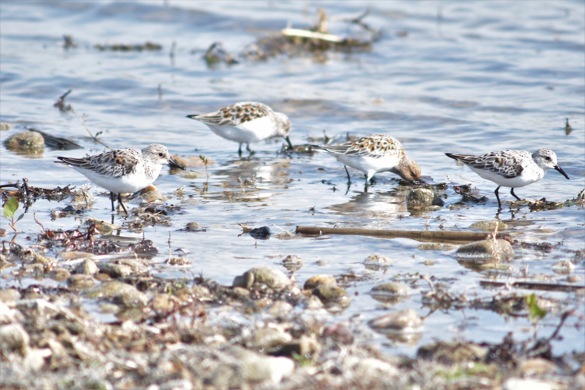 Sanderling - ML99098931