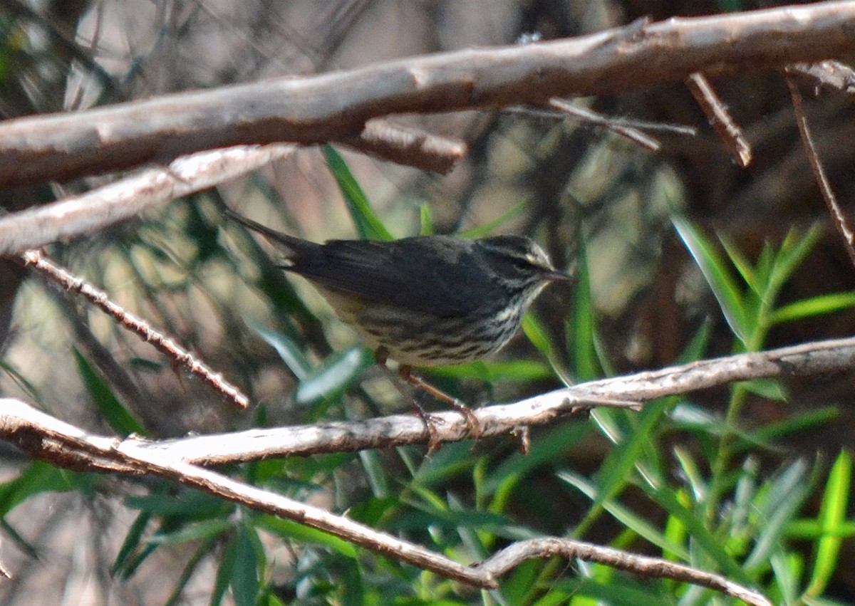 Northern Waterthrush - Jason Wilder