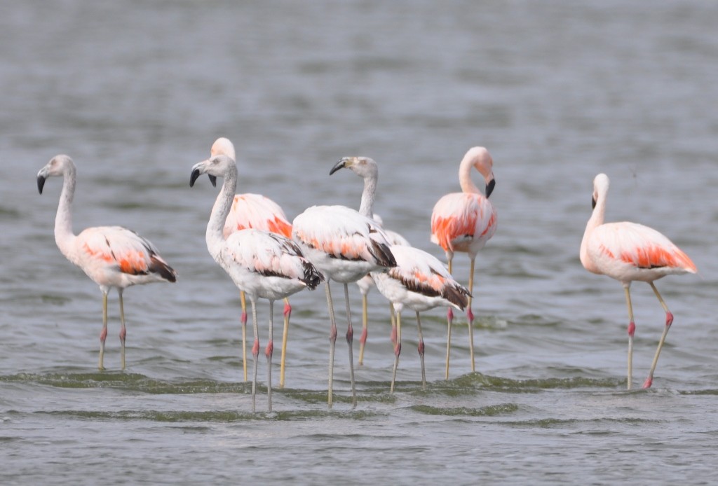 Şili Flamingosu - ML99099421