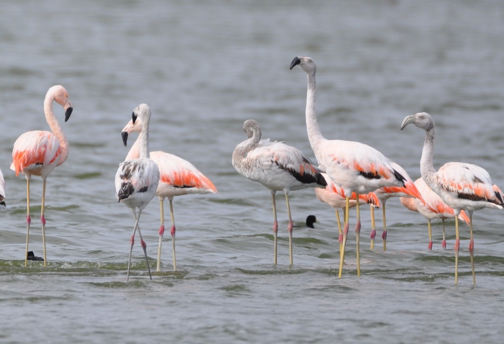 Şili Flamingosu - ML99099461