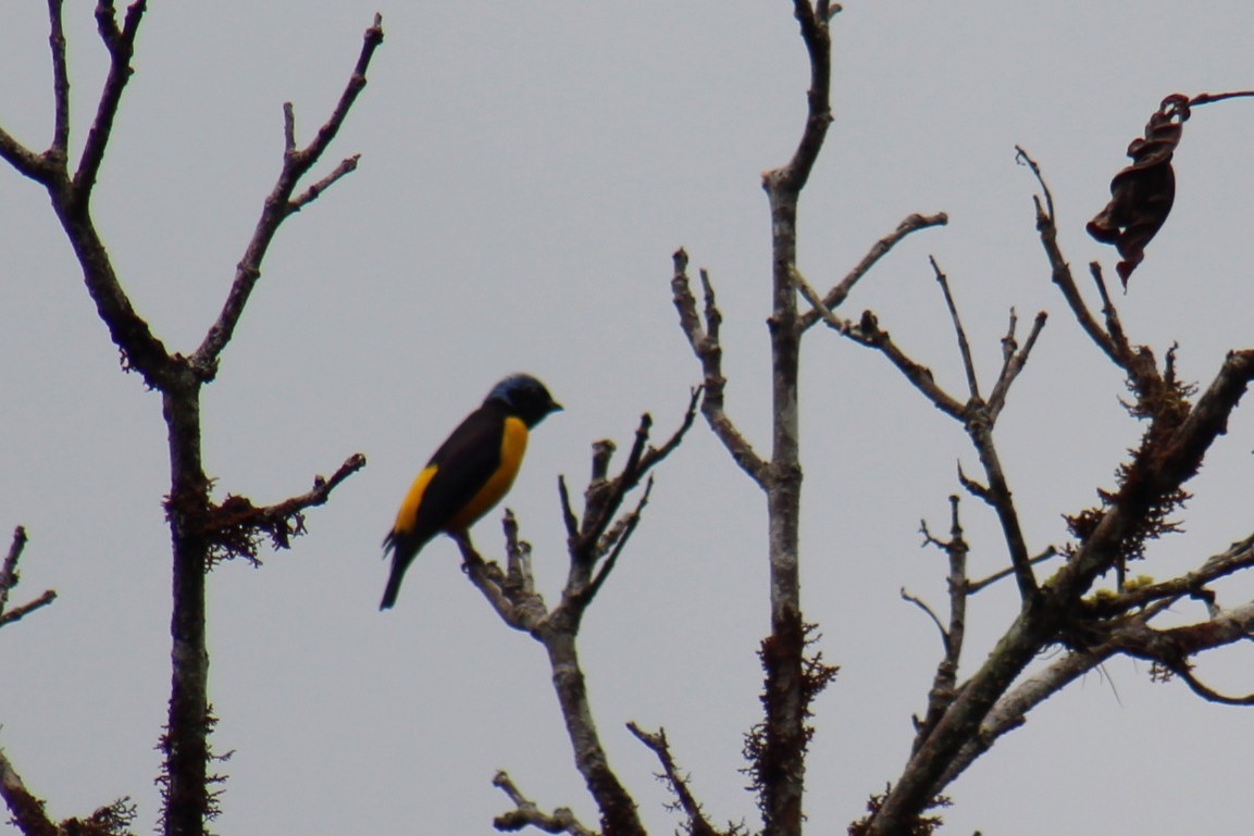 Golden-rumped Euphonia - PNN Doña Juana