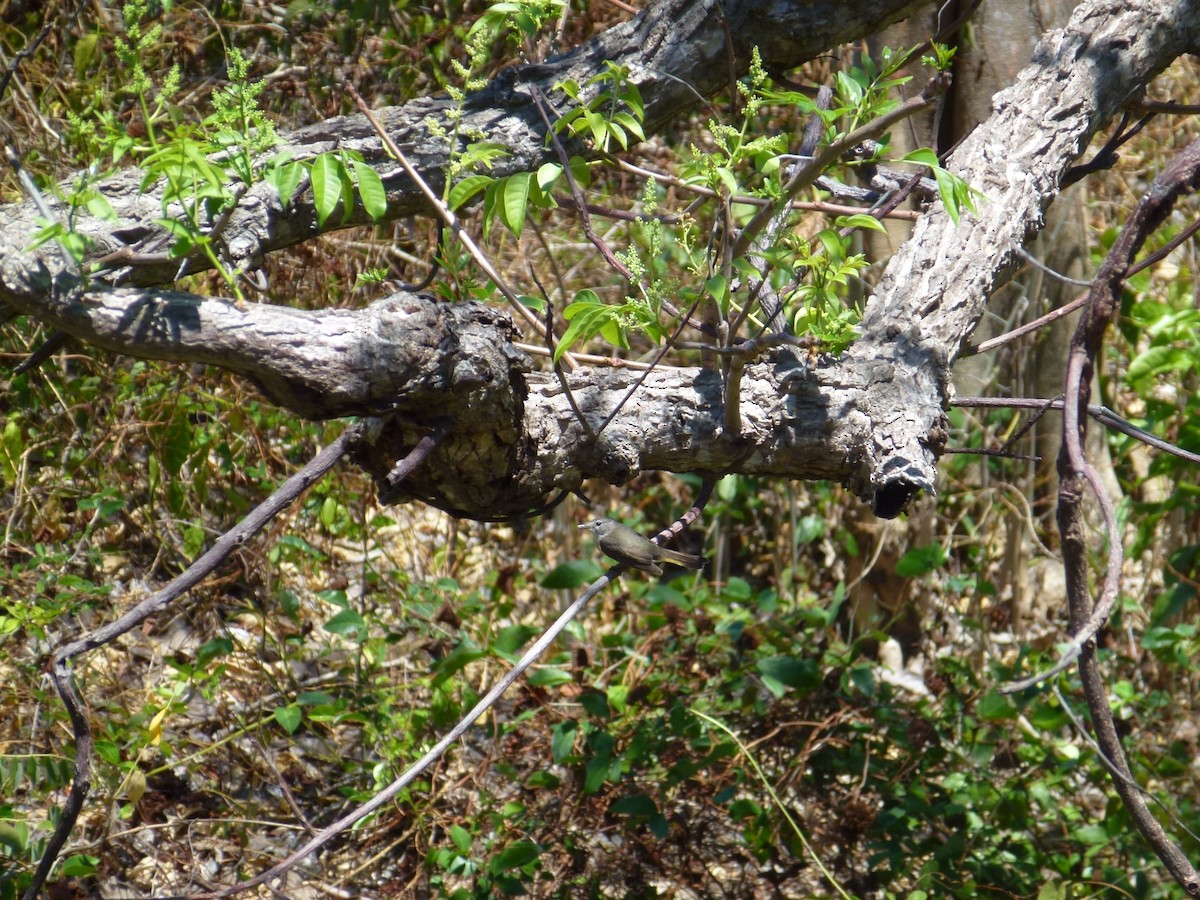 American Redstart - ML99105101