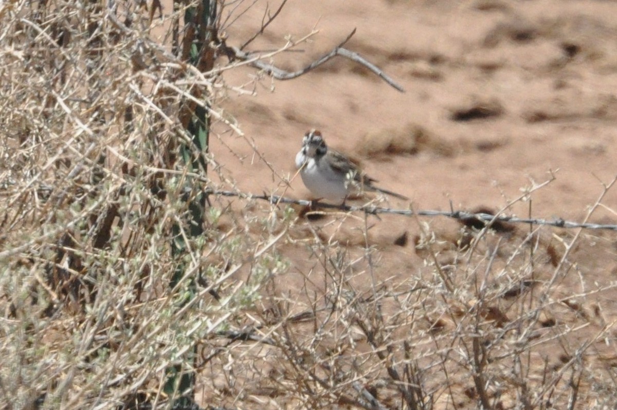 Lark Sparrow - ML99106511