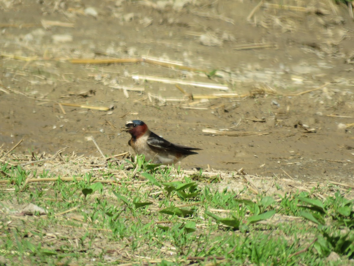 Cliff Swallow - ML99109961