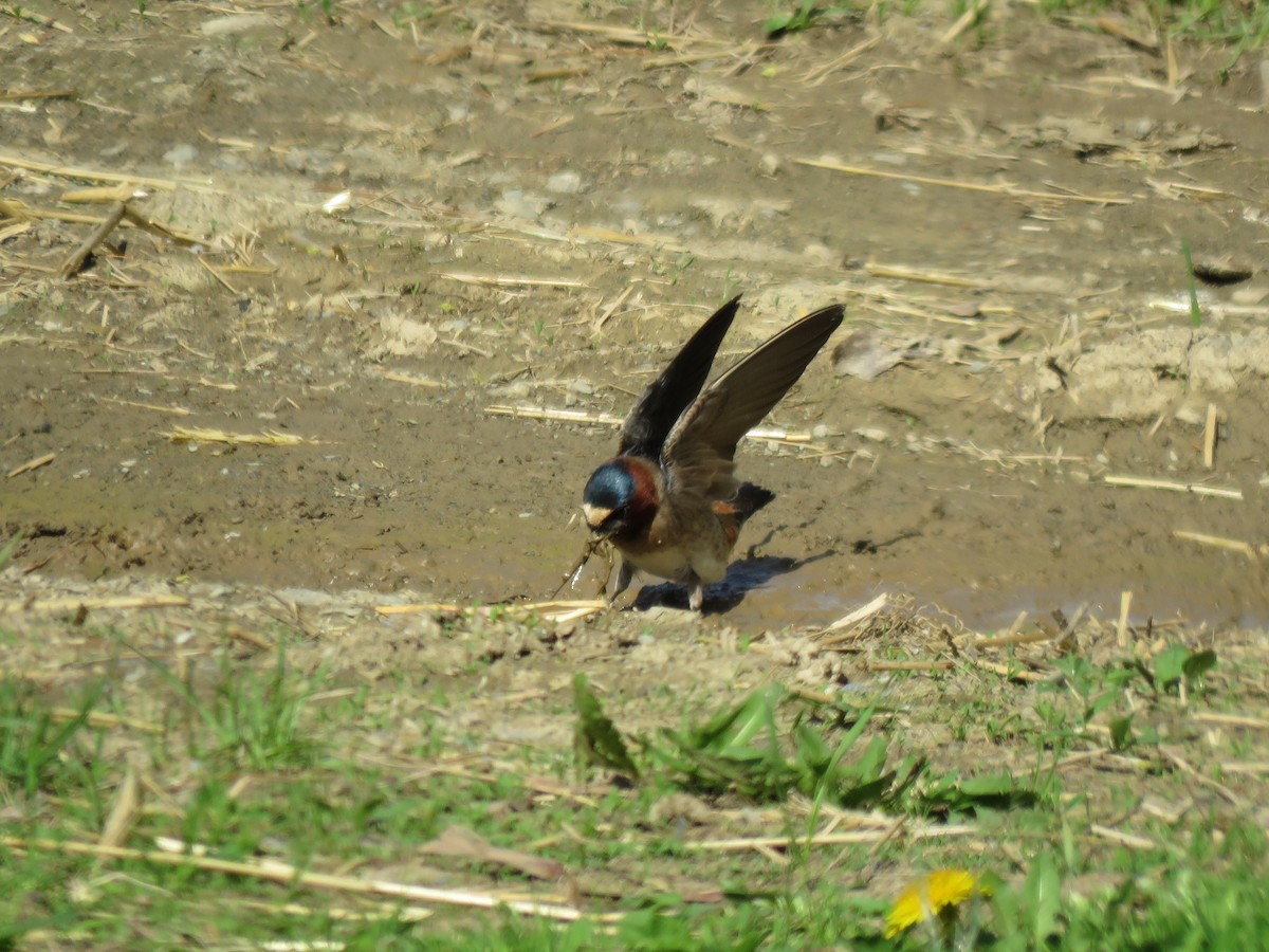 Cliff Swallow - ML99109991