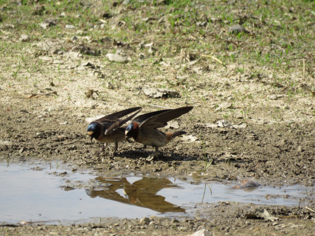 Cliff Swallow - ML99110071