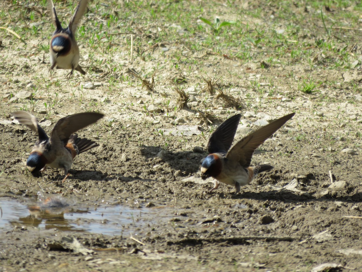 Cliff Swallow - ML99110101