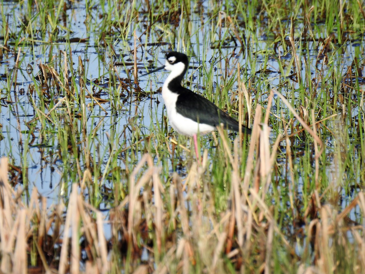 Black-necked Stilt - Sharon Dewart-Hansen