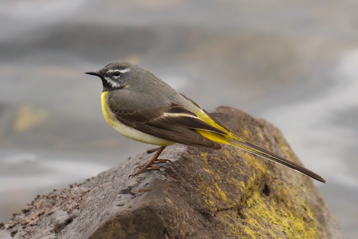 Gray Wagtail - ML99113591