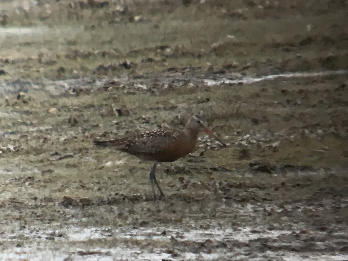 Hudsonian Godwit - Cameron Eckert