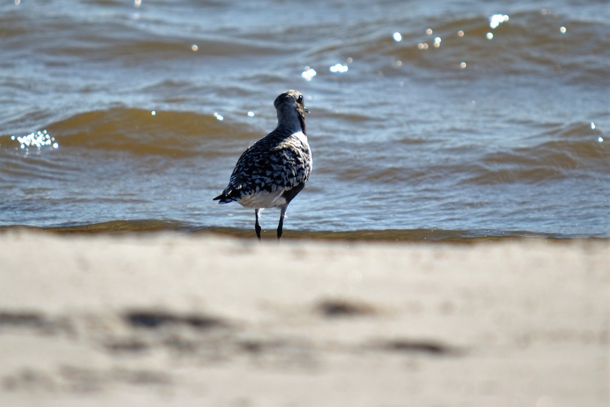 Black-bellied Plover - ML99118861