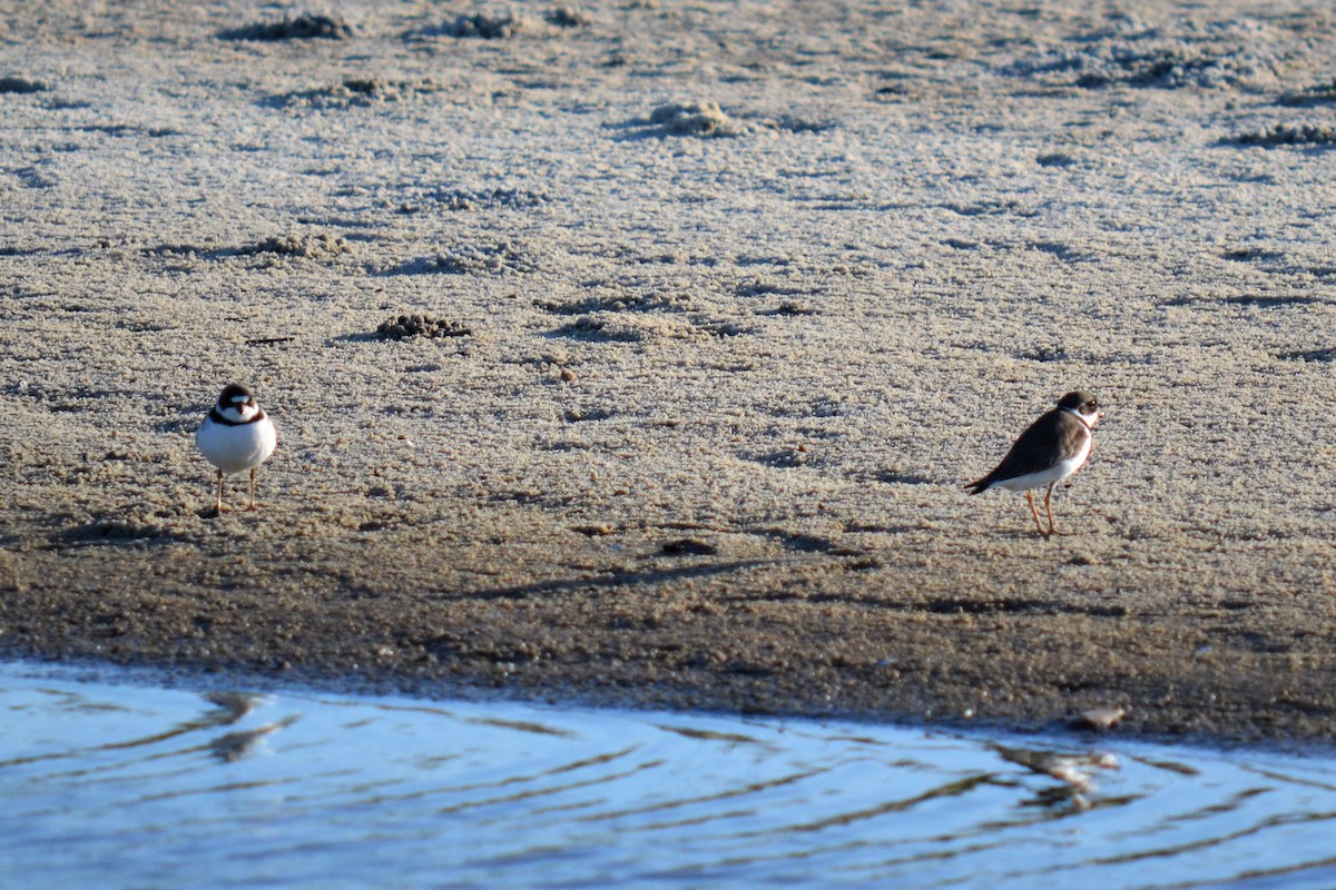 Semipalmated Plover - ML99119001