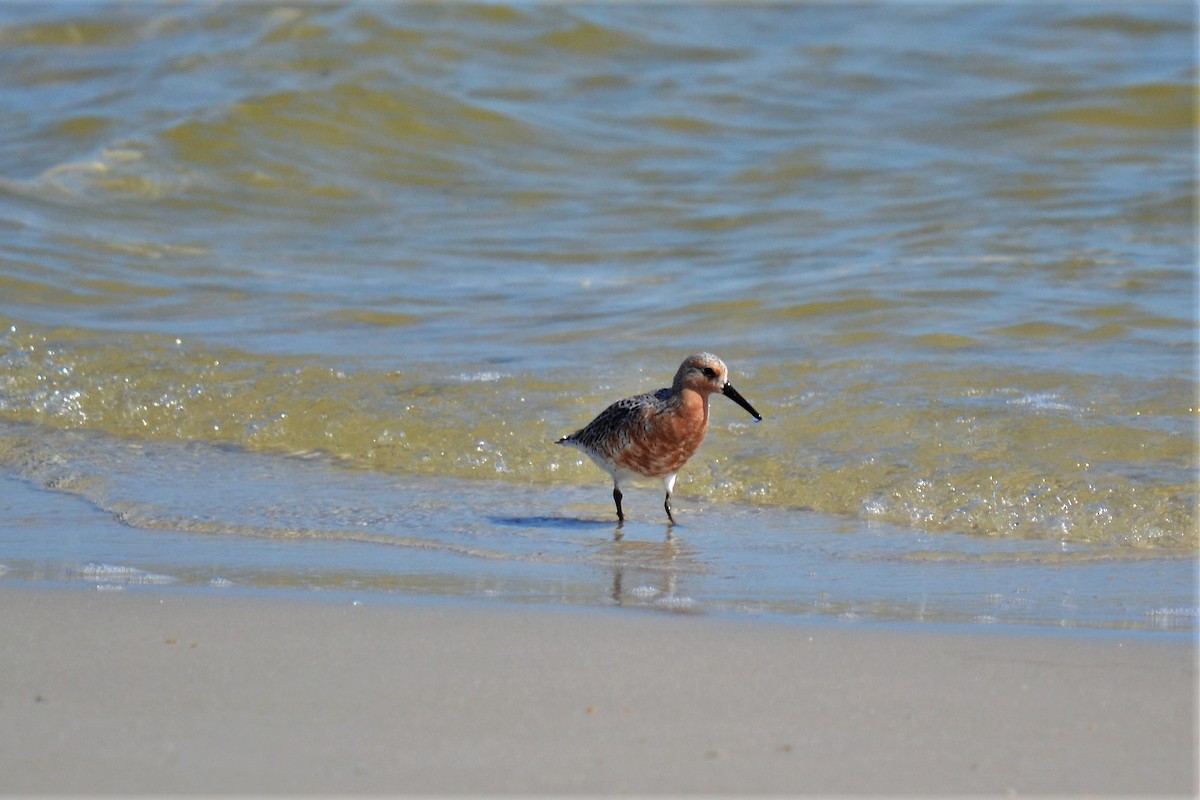 Red Knot - ML99119061