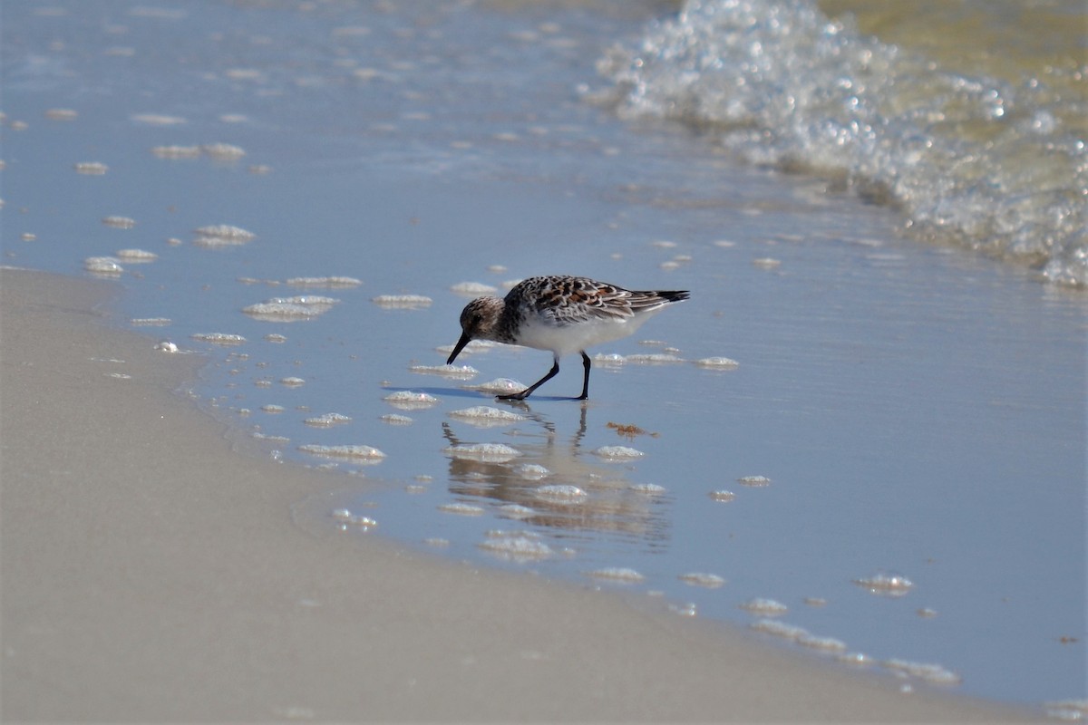 Sanderling - ML99119151