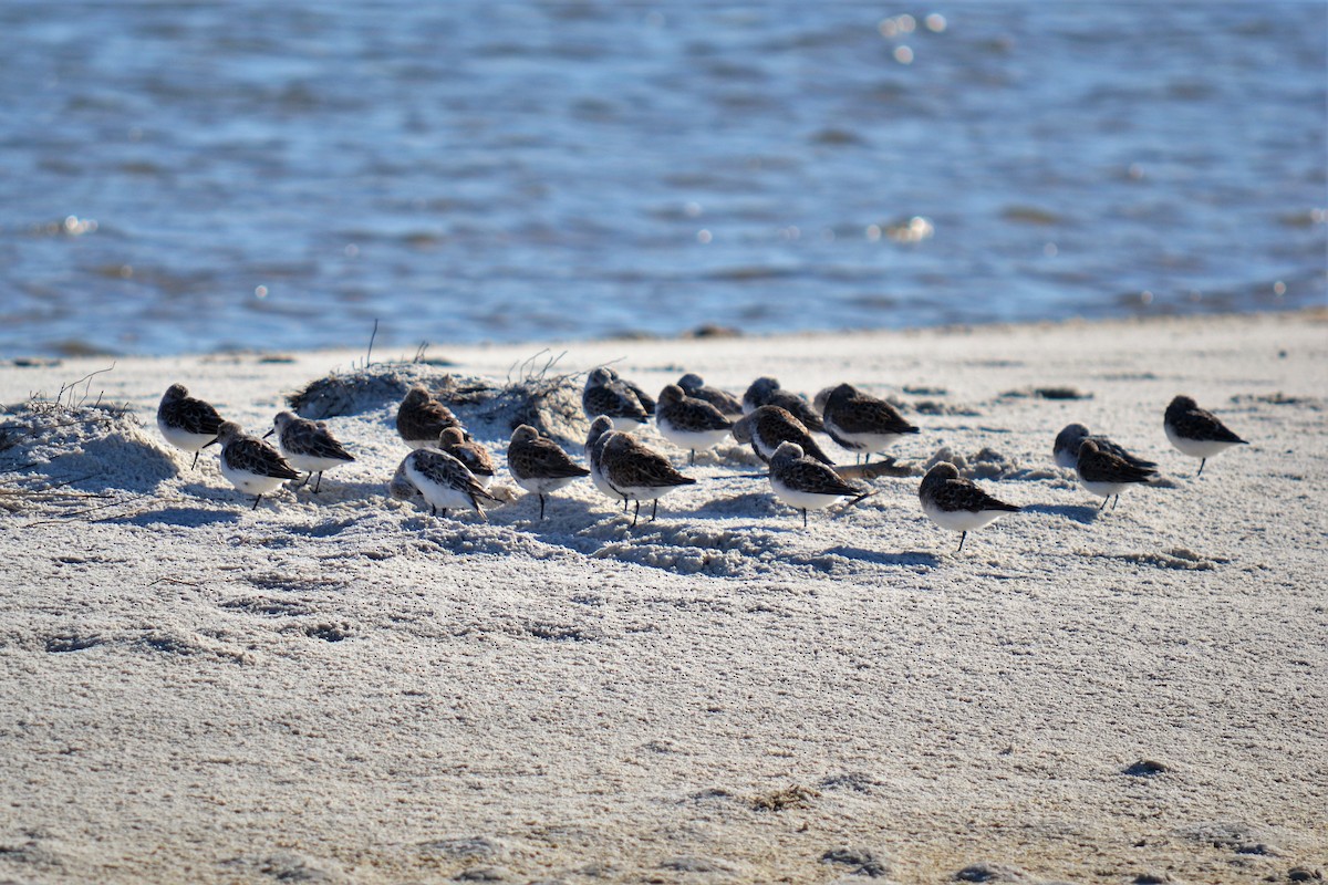 Sanderling - ML99119211