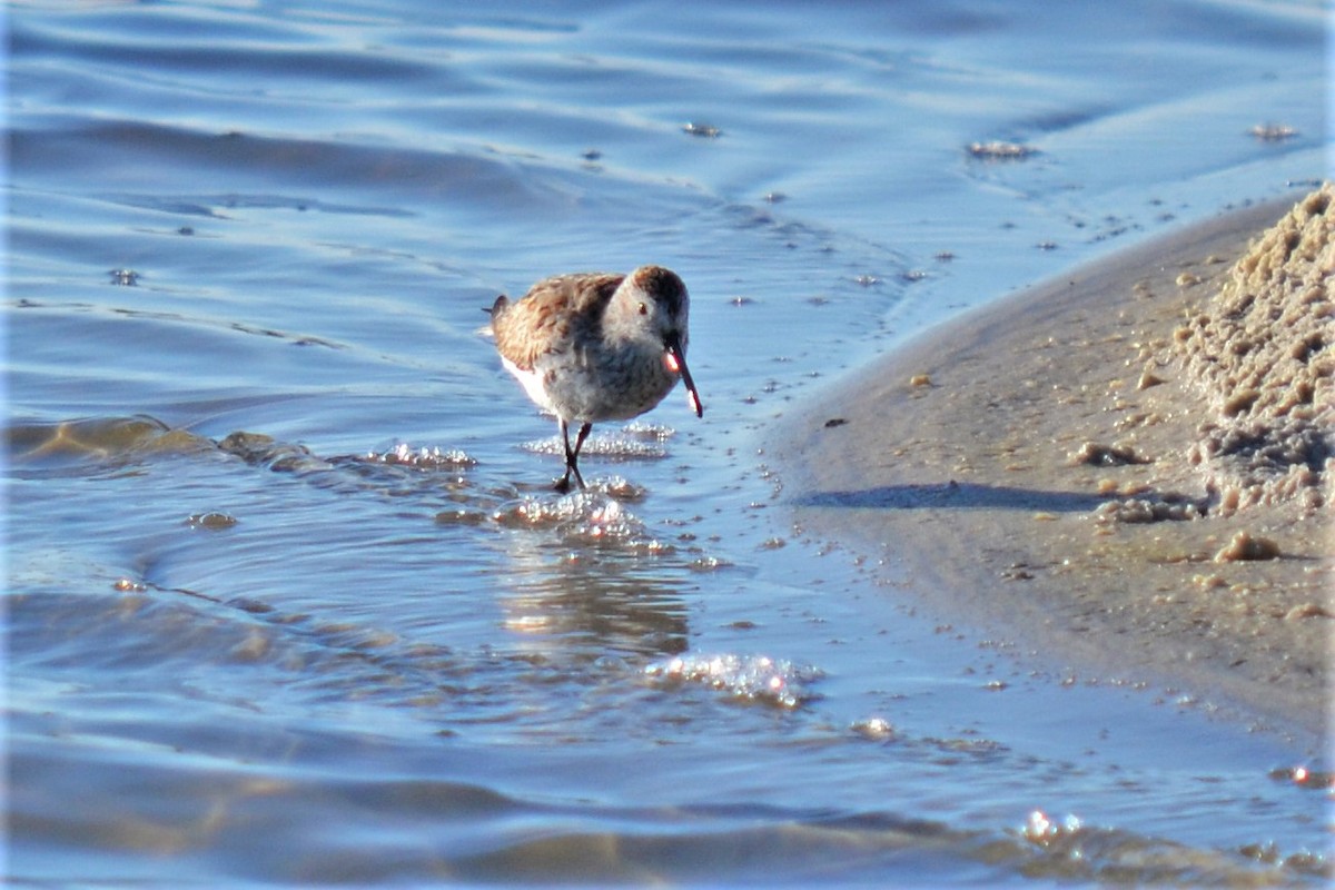 Dunlin - ML99119251