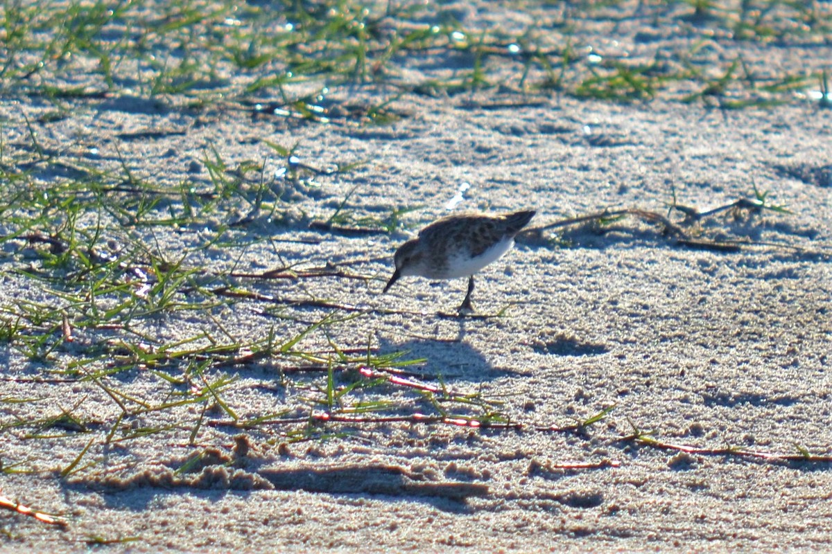 Semipalmated Sandpiper - ML99119631