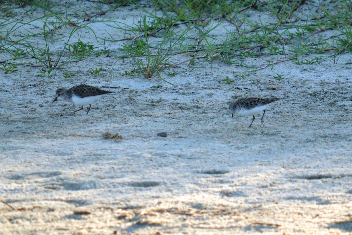 Semipalmated Sandpiper - ML99119671