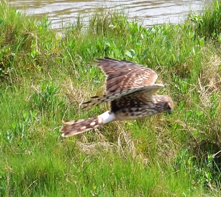 Northern Harrier - Belinda Meier