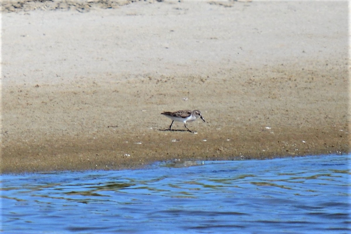 Western Sandpiper - ML99119781