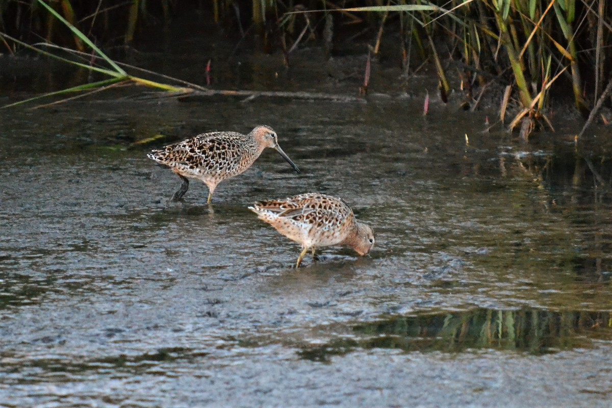 Short-billed Dowitcher - ML99120001