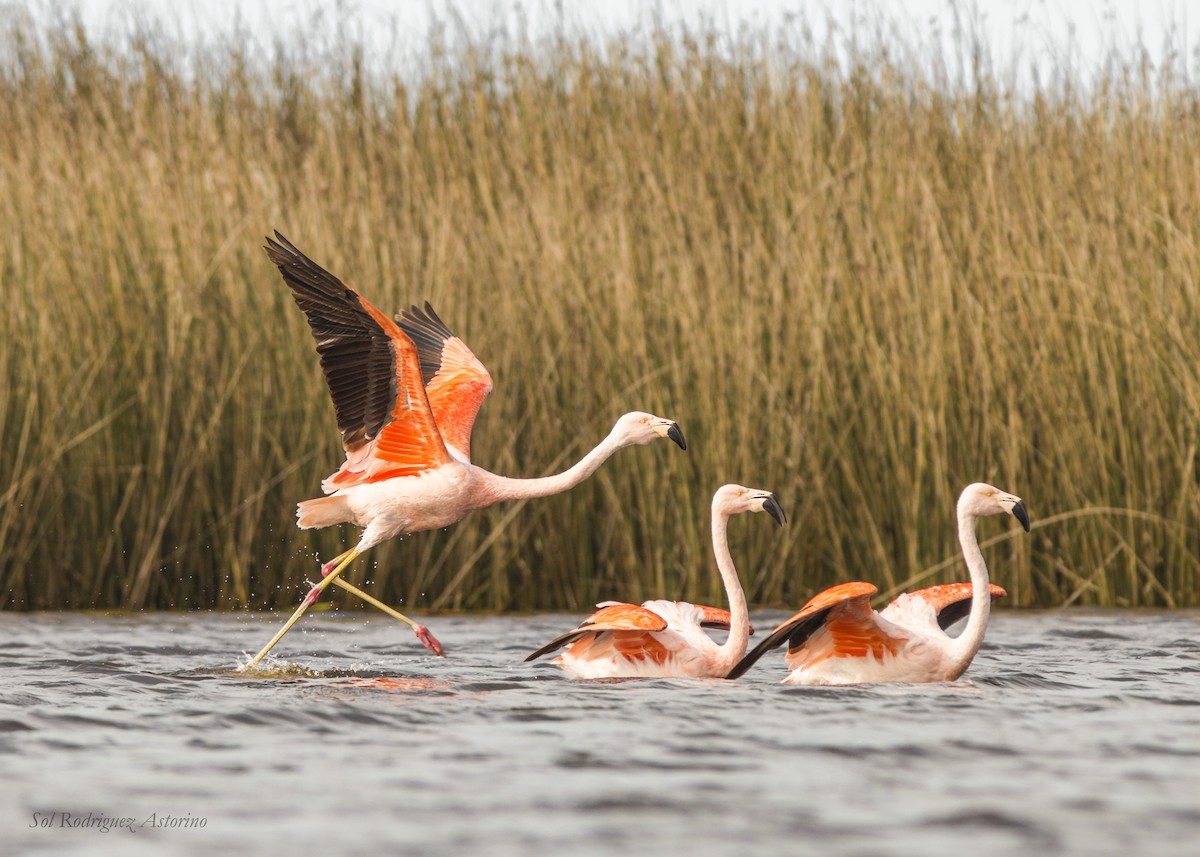 Chilean Flamingo - Sol Rodriguez Astorino