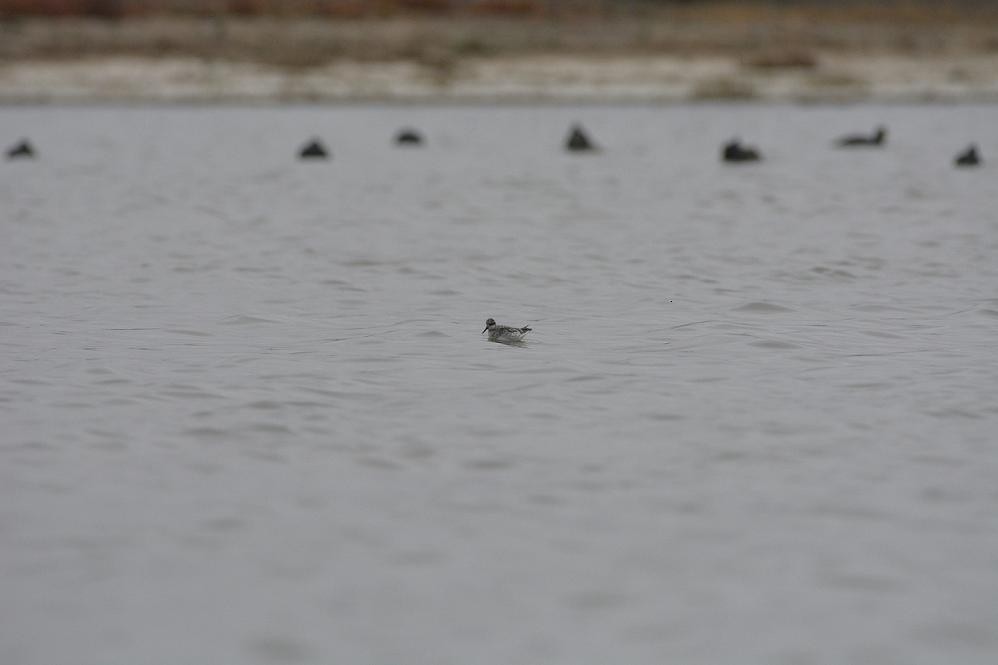 Phalarope à bec étroit - ML99120181