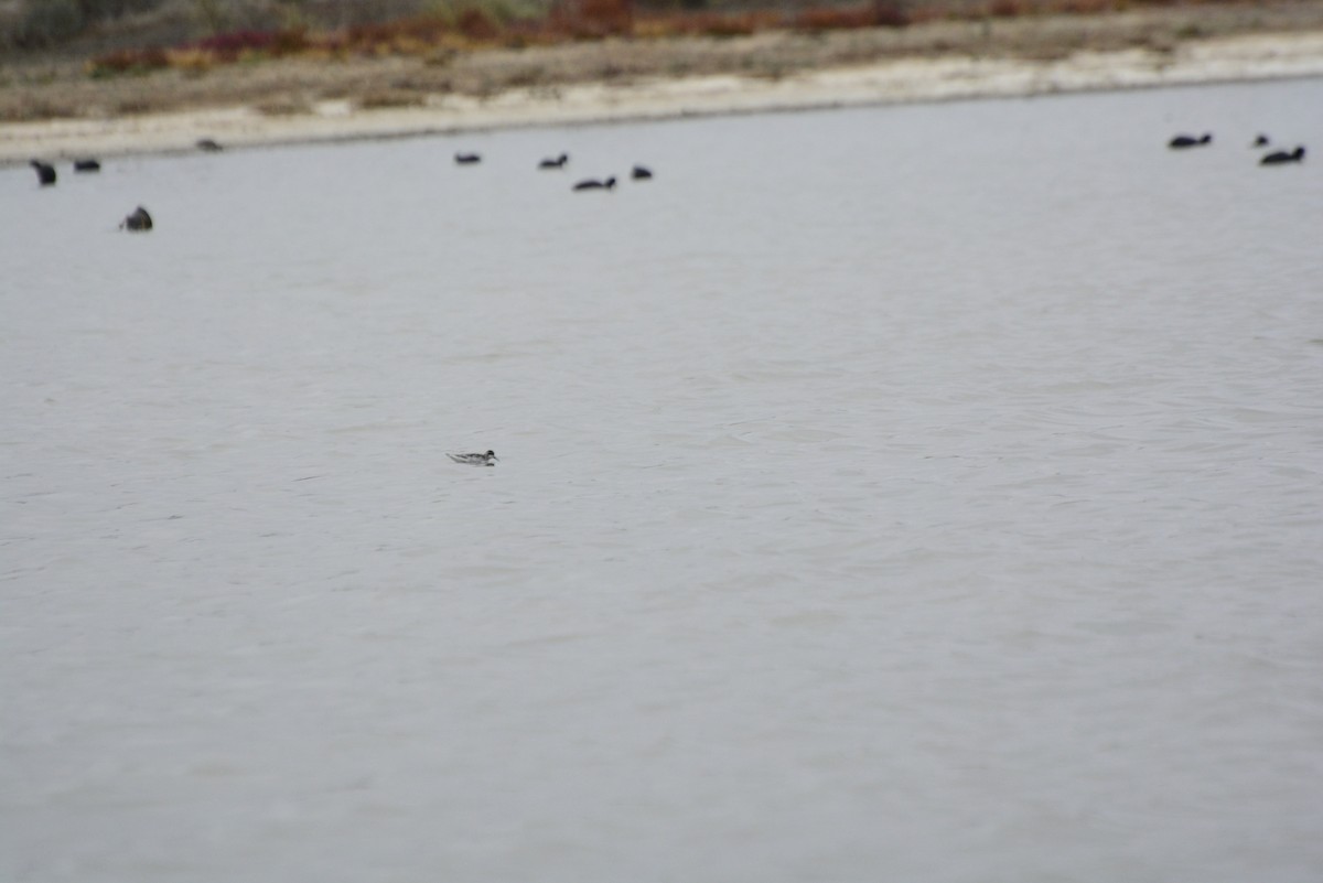 Red-necked Phalarope - ML99120441