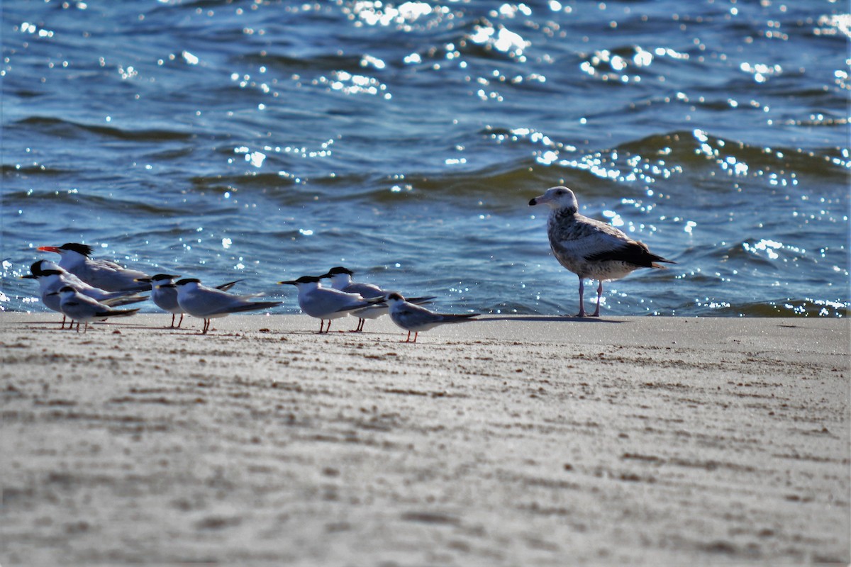 Sandwich Tern - ML99120551