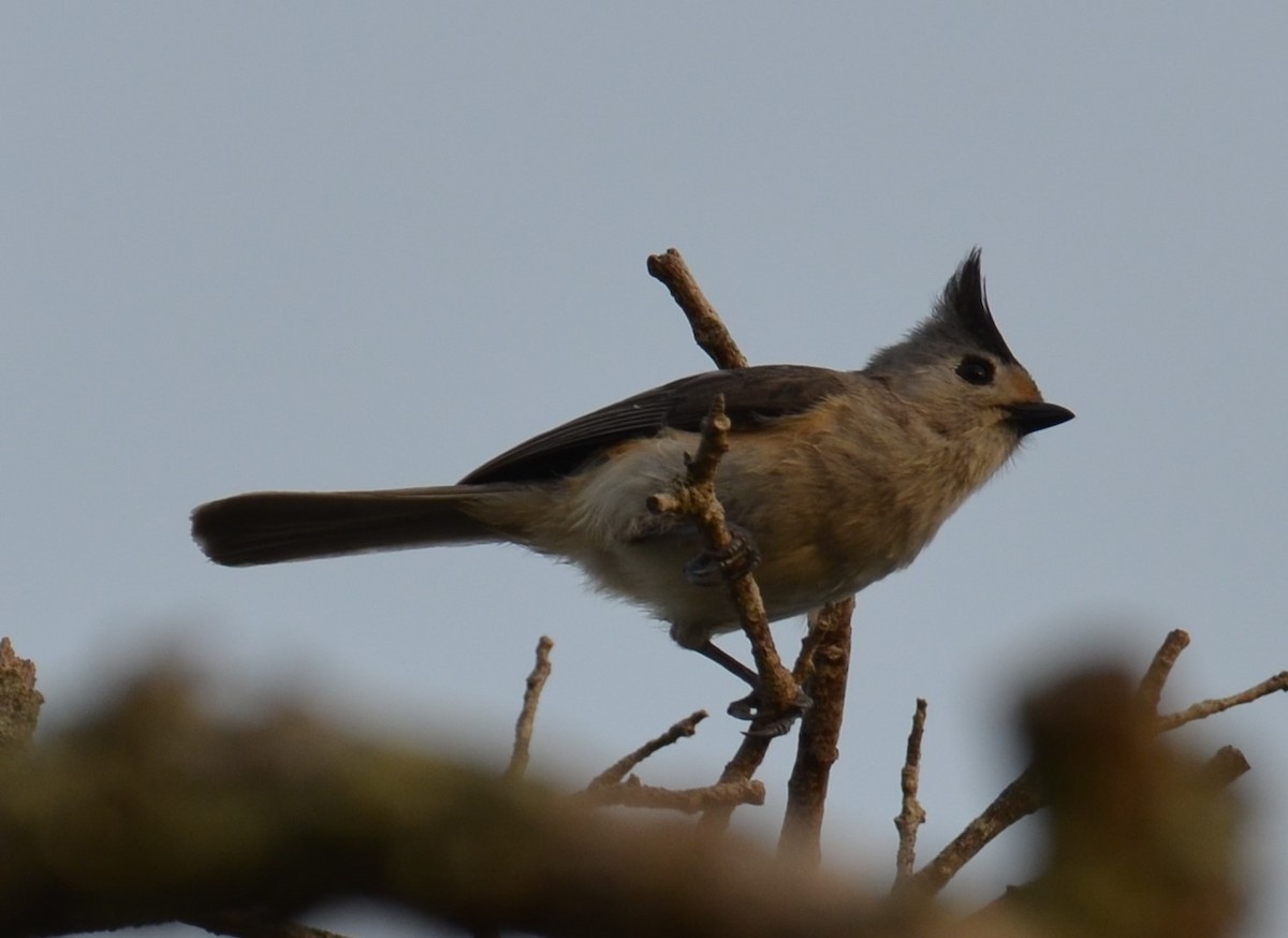 Black-crested Titmouse - Belinda Meier