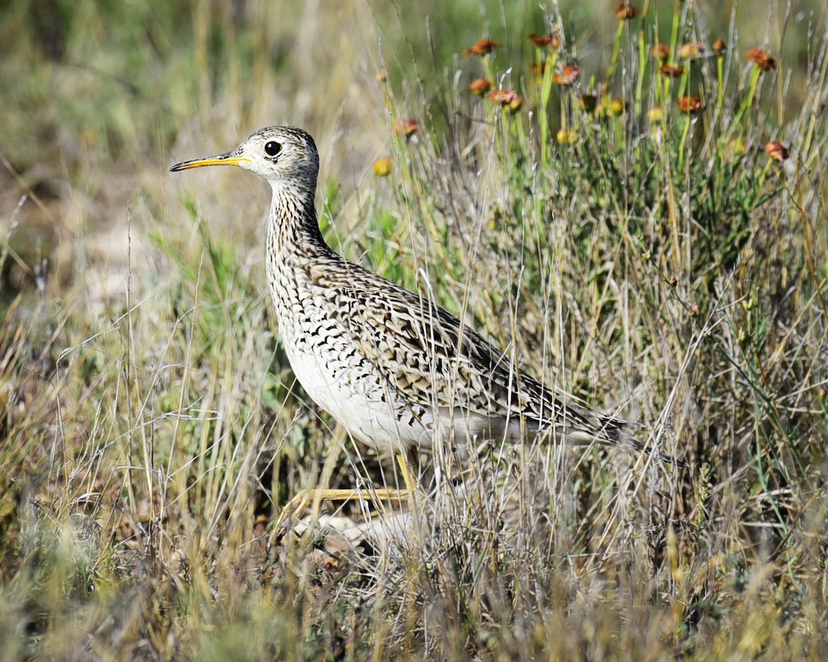 Upland Sandpiper - ML99122021