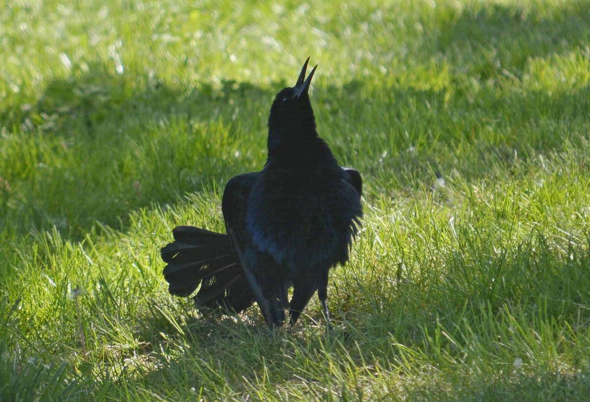 Great-tailed Grackle - ML99122371