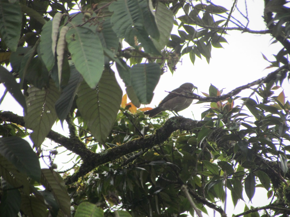 Black-billed Thrush - Mauricio Ramirez