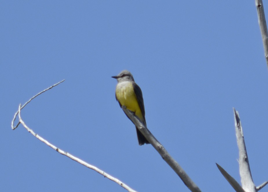 Western Kingbird - ML99122641