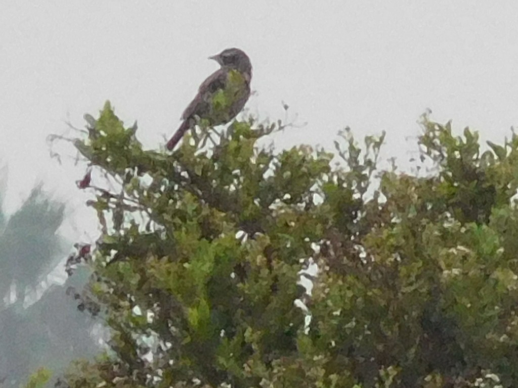 Peruvian Meadowlark - Carmen Rosa Zerpa