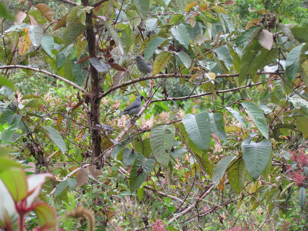 Black-faced Tanager - ML99123141