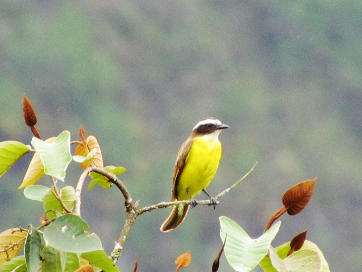 Rusty-margined Flycatcher - Mauricio Ramirez