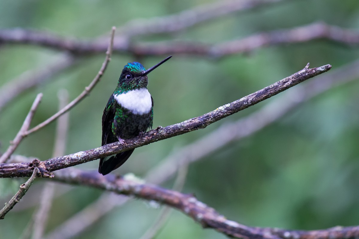 Collared Inca - ML99123681