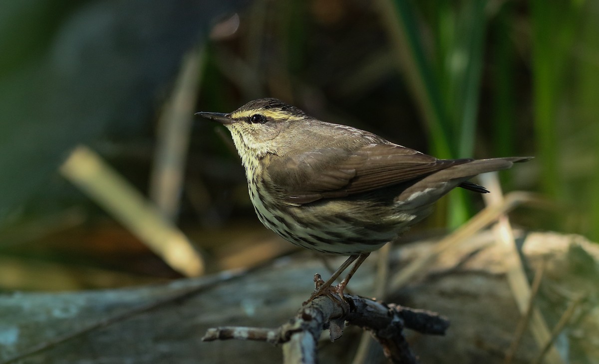 Northern Waterthrush - ML99123761