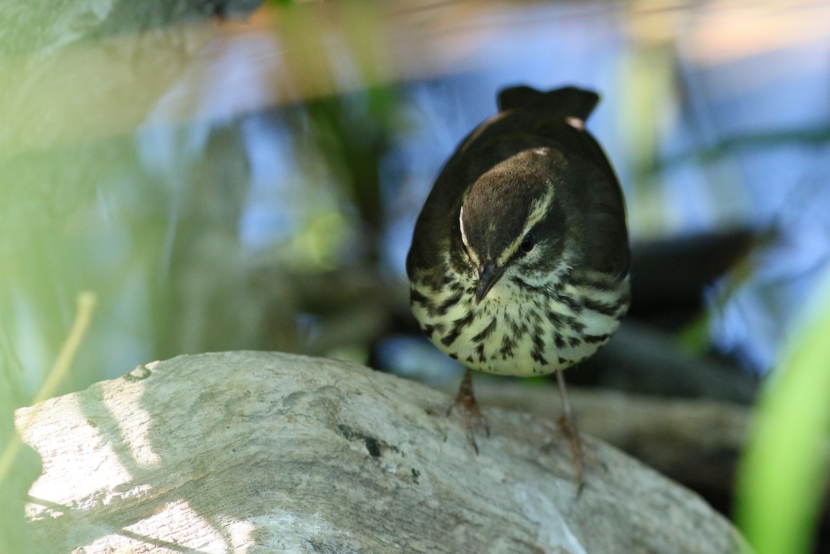 Northern Waterthrush - Chris McCreedy - no playbacks