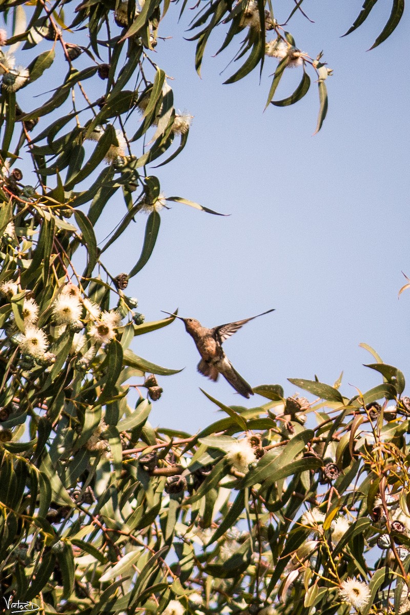 Riesenkolibri - ML99124561